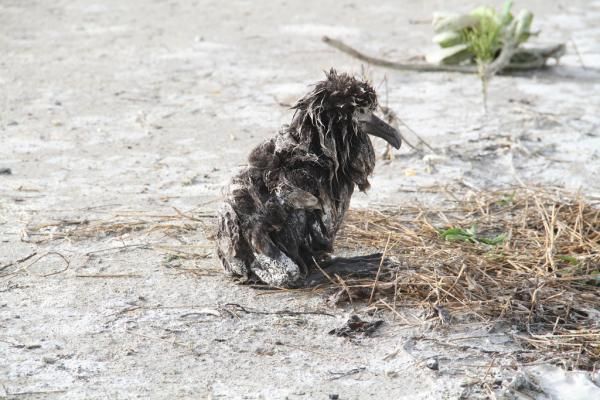 Midway island tsunami live