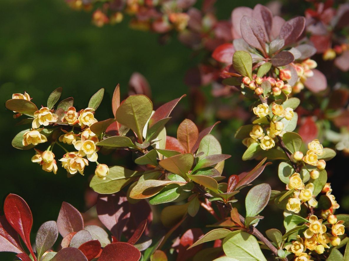 zone 5 shade shrub