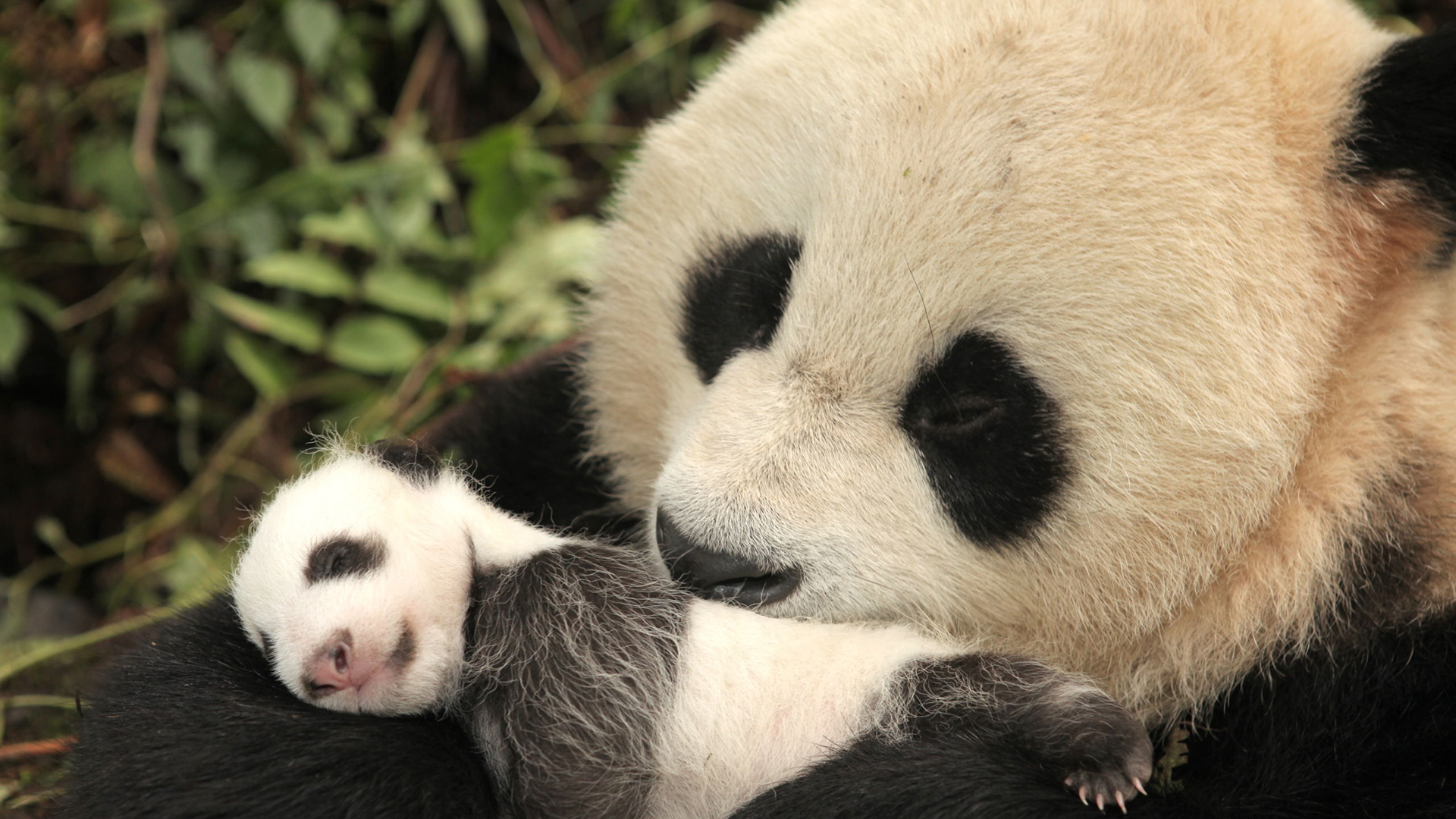 Giant panda mother and her one-month-old cub.