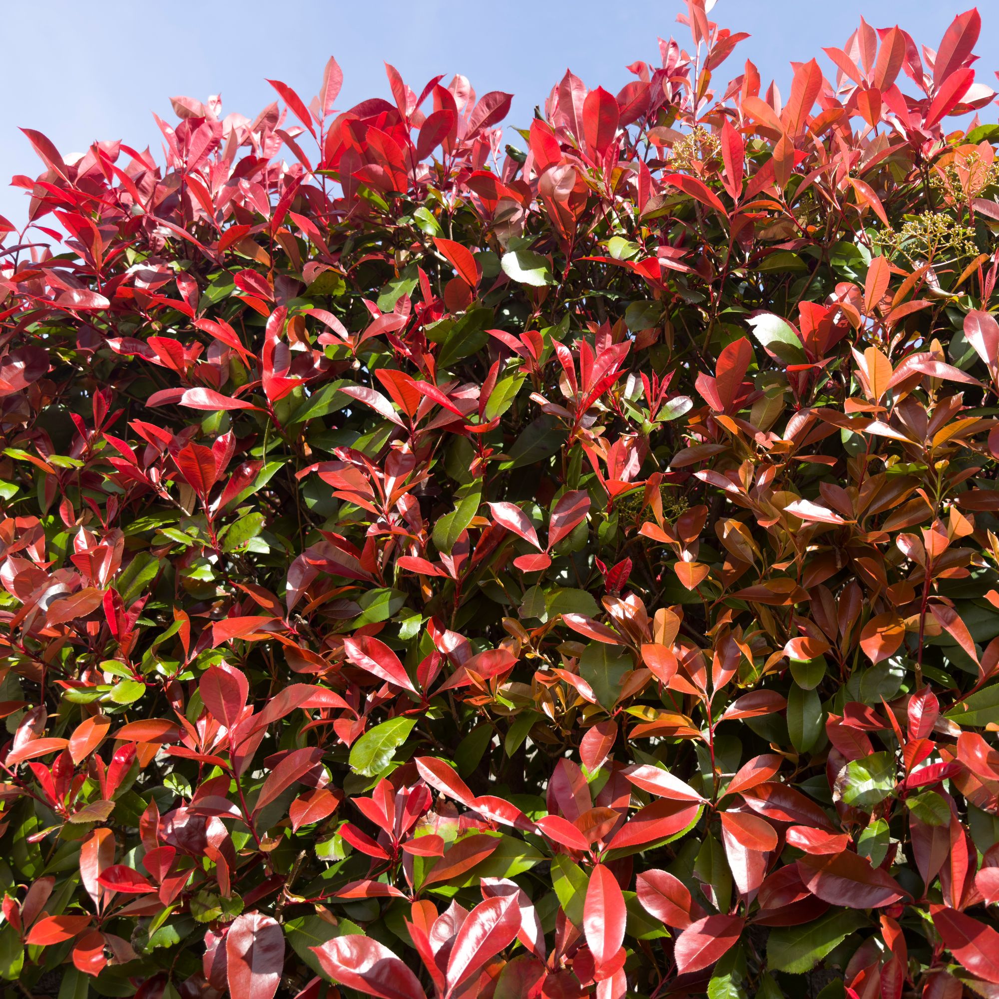 Photinia 'Red Robin'