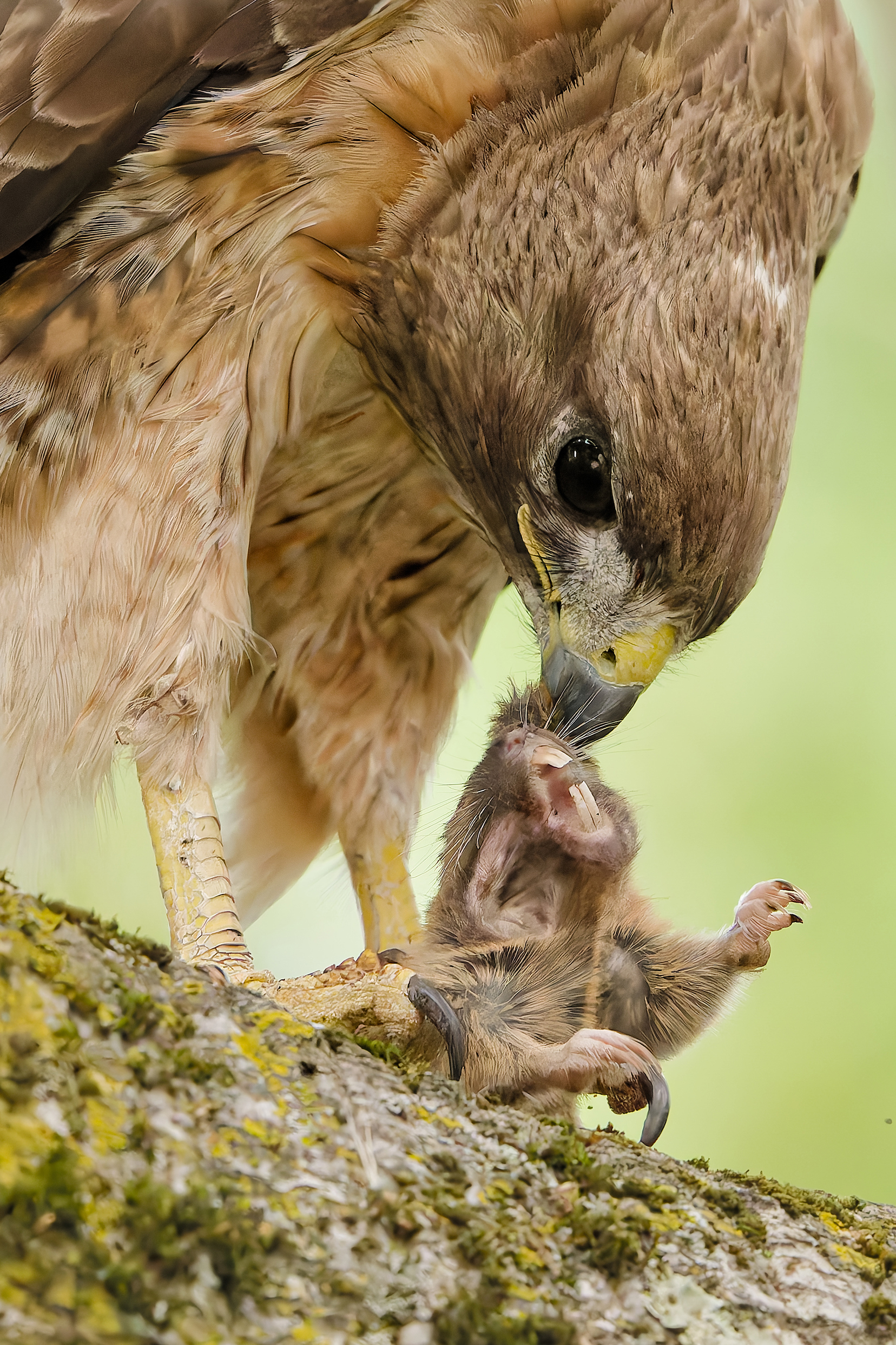 Close-up of a hawk holding a captured rodent with sharp talons on a mossy tree branch against a green background