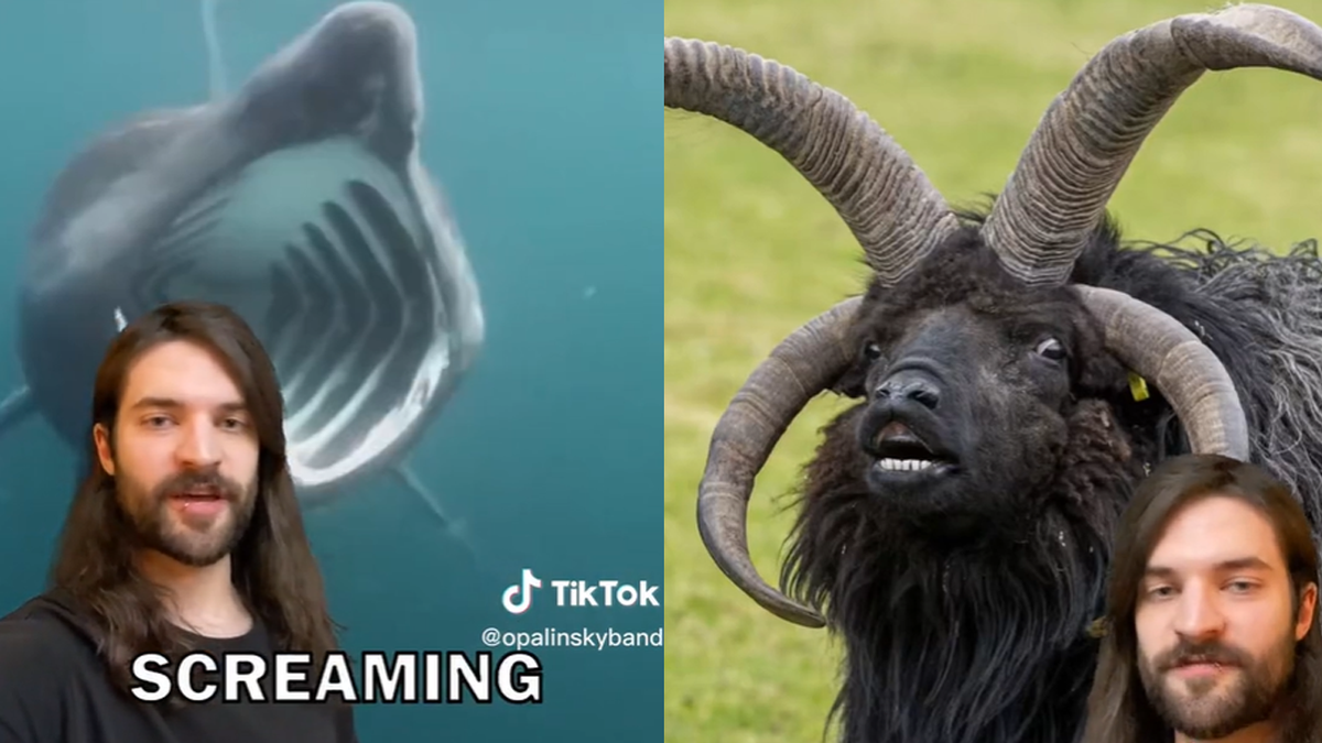 TikTok metal animals