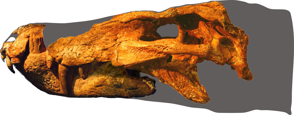 The fossil skull on top of a drawing of what the crocodilian's head might have looked like in life.
