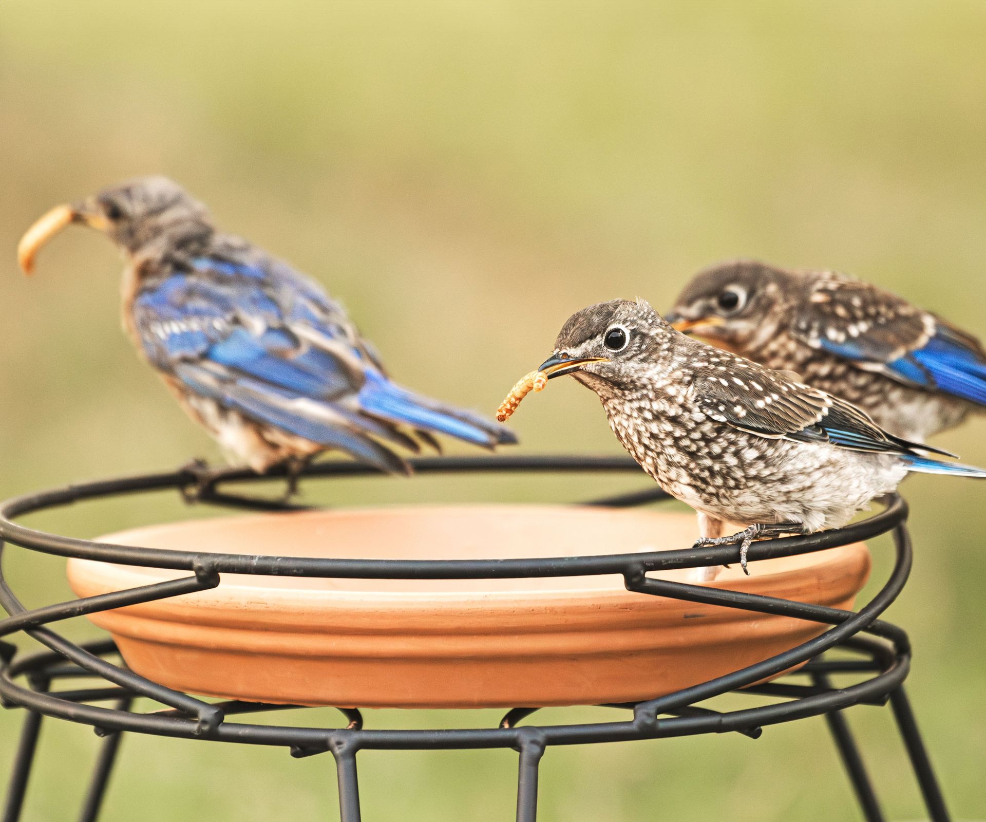 birds with mealworms sitting on bird feeder