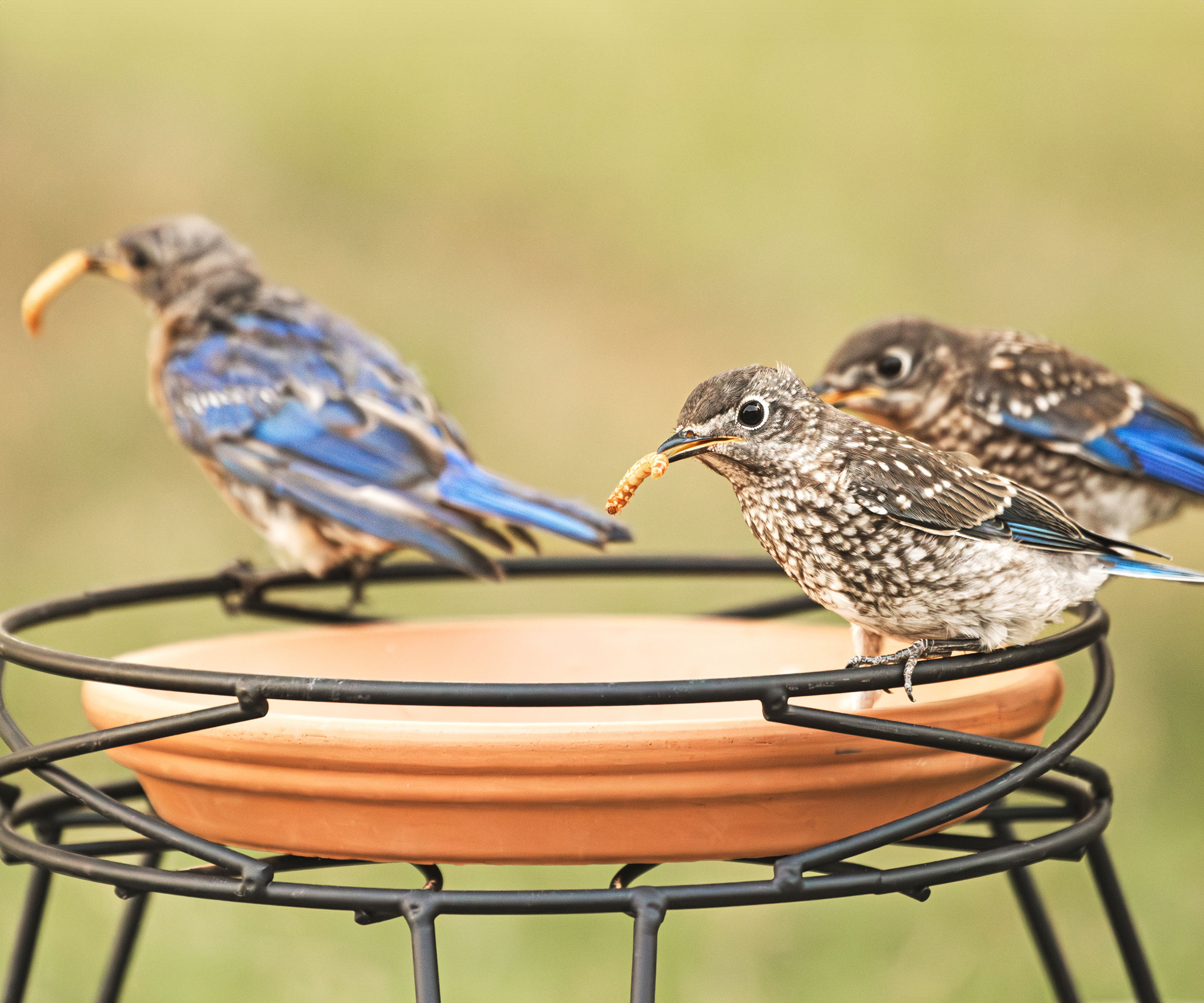 birds with mealworms sitting on bird feeder