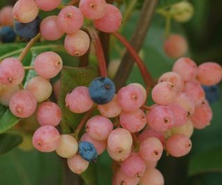 viburnum Winterthur showing berries