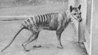 Thylacine at Beaumaris Zoo in 1936.