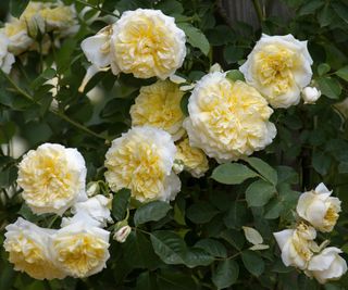 best climbing roses The Pilgrim in bloom against a fence