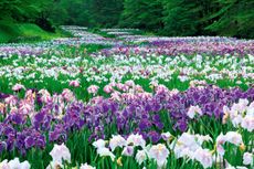 The Iris Flower Garden of Ijimino Park, Shibata, Japan.