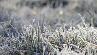 Grass which has frosted from low temperatures
