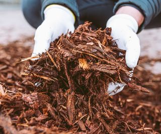 person holding handfuls of mulch