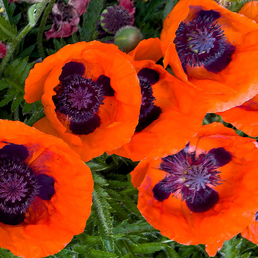 red oriental poppies growing in garden