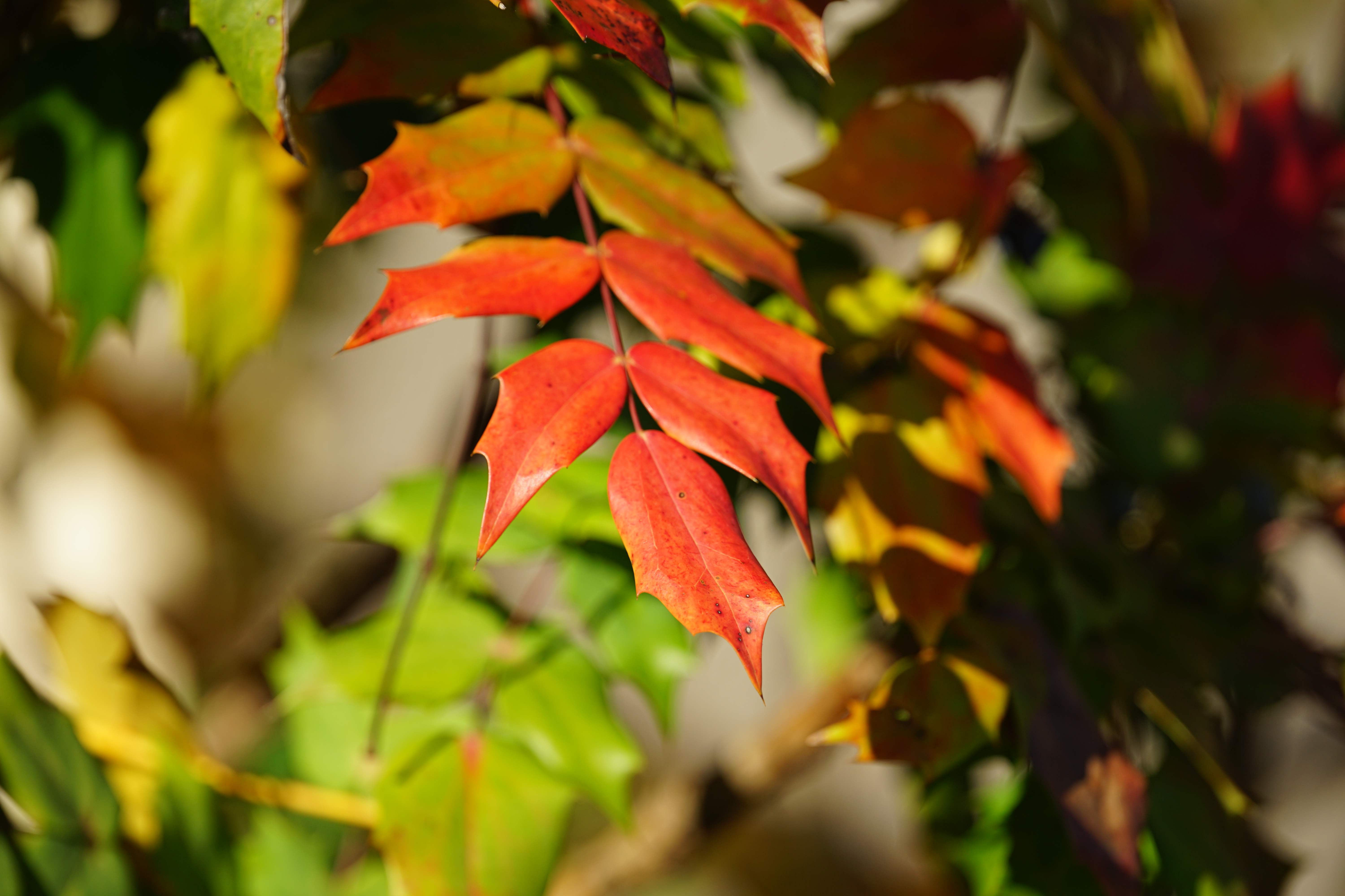 Sigma 300-600mm f/4 DG OS Sports example shot