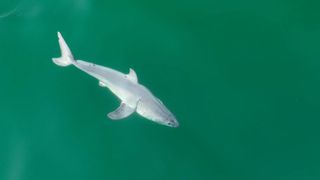 Aerial image captured of great white shark new born swimming.