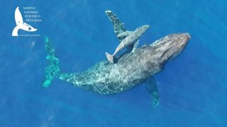 Humpback whale and calf, NOAA permit 20311-01