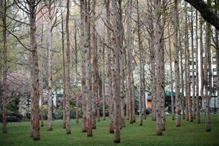 Ghost forest installation of cedar trees