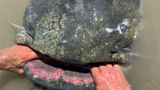 A close up picture of the humongous catfish's head and mouth, held open by a pair of hands.