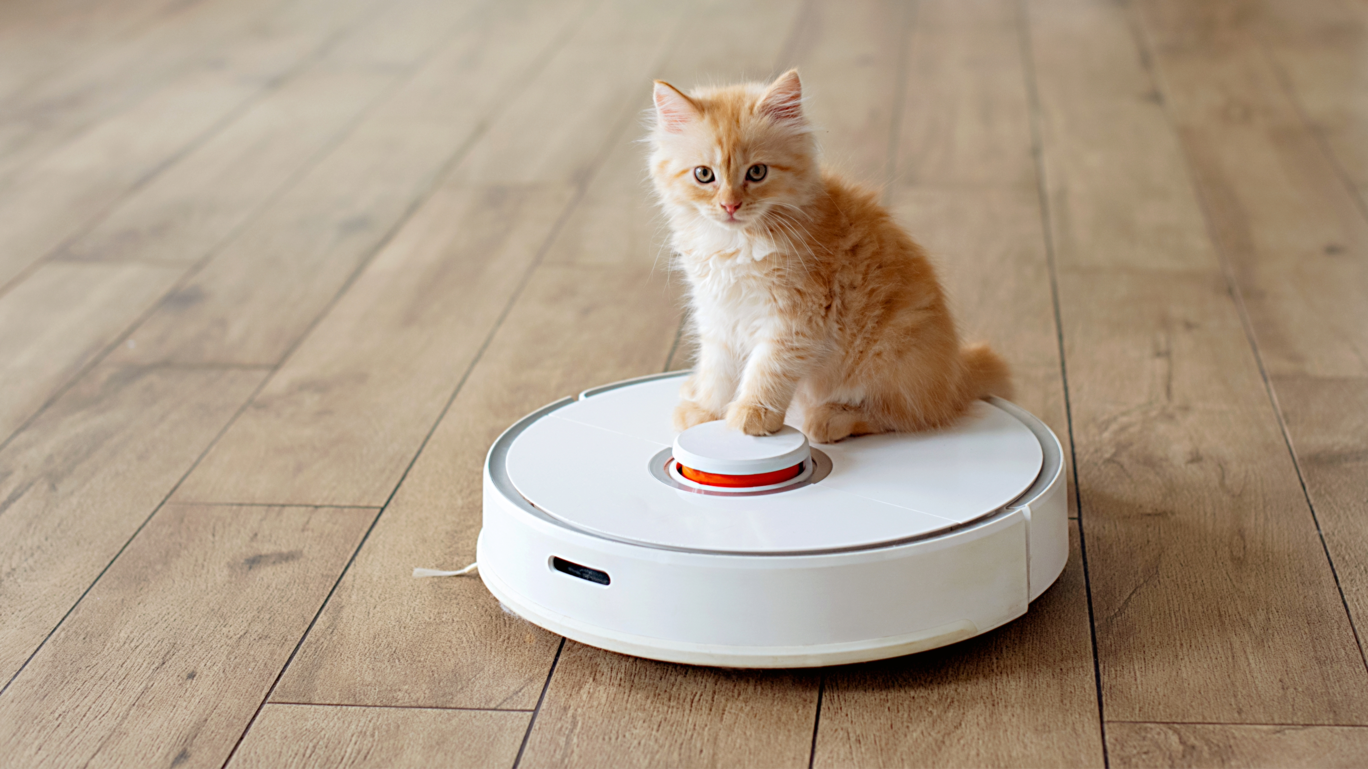 Kitten sitting on robot vacuum cleaner