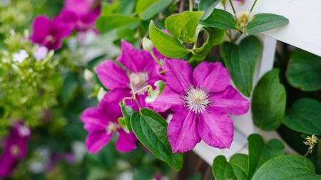 Pink clematis on fence