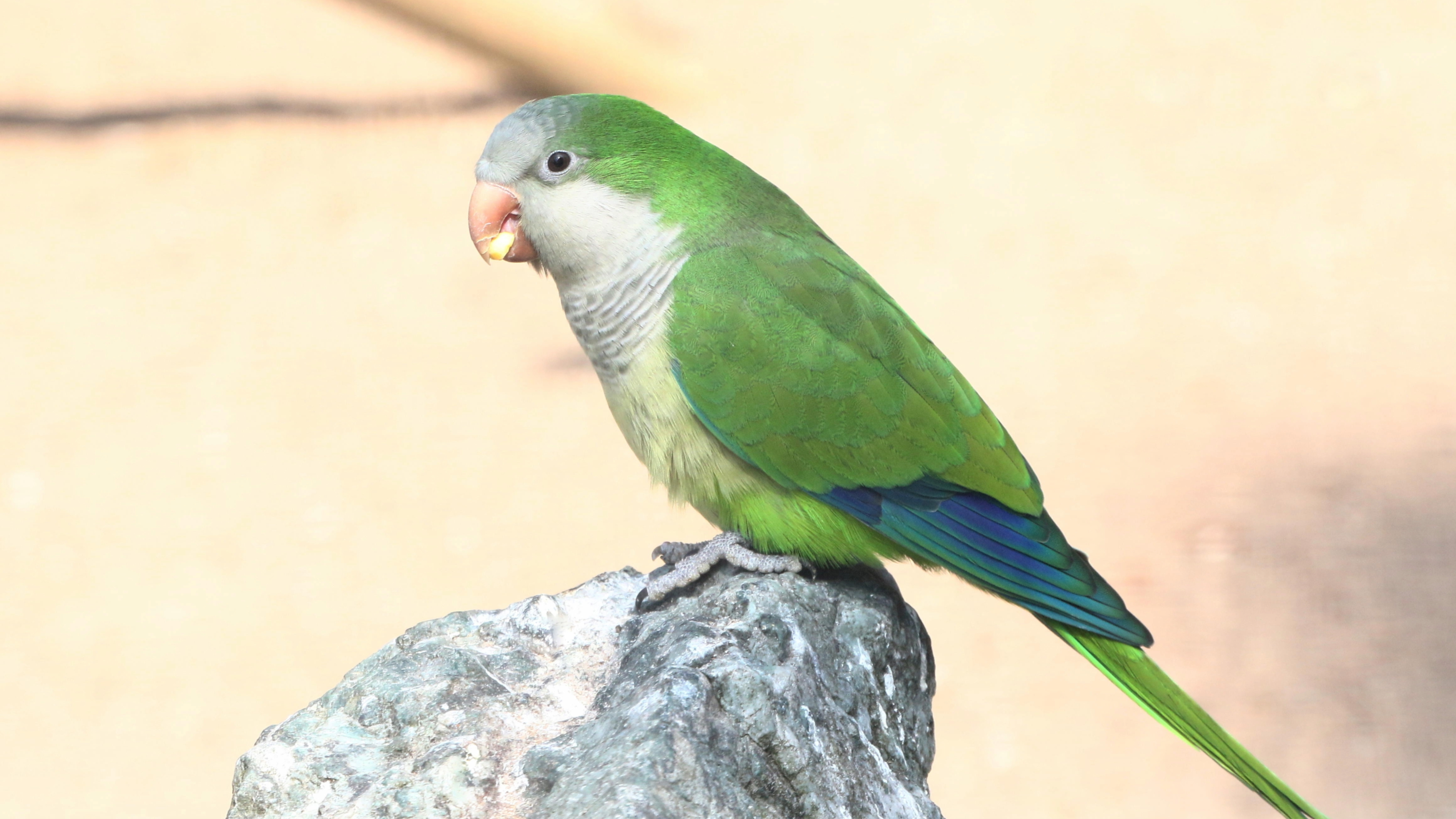 Quaker Parrot