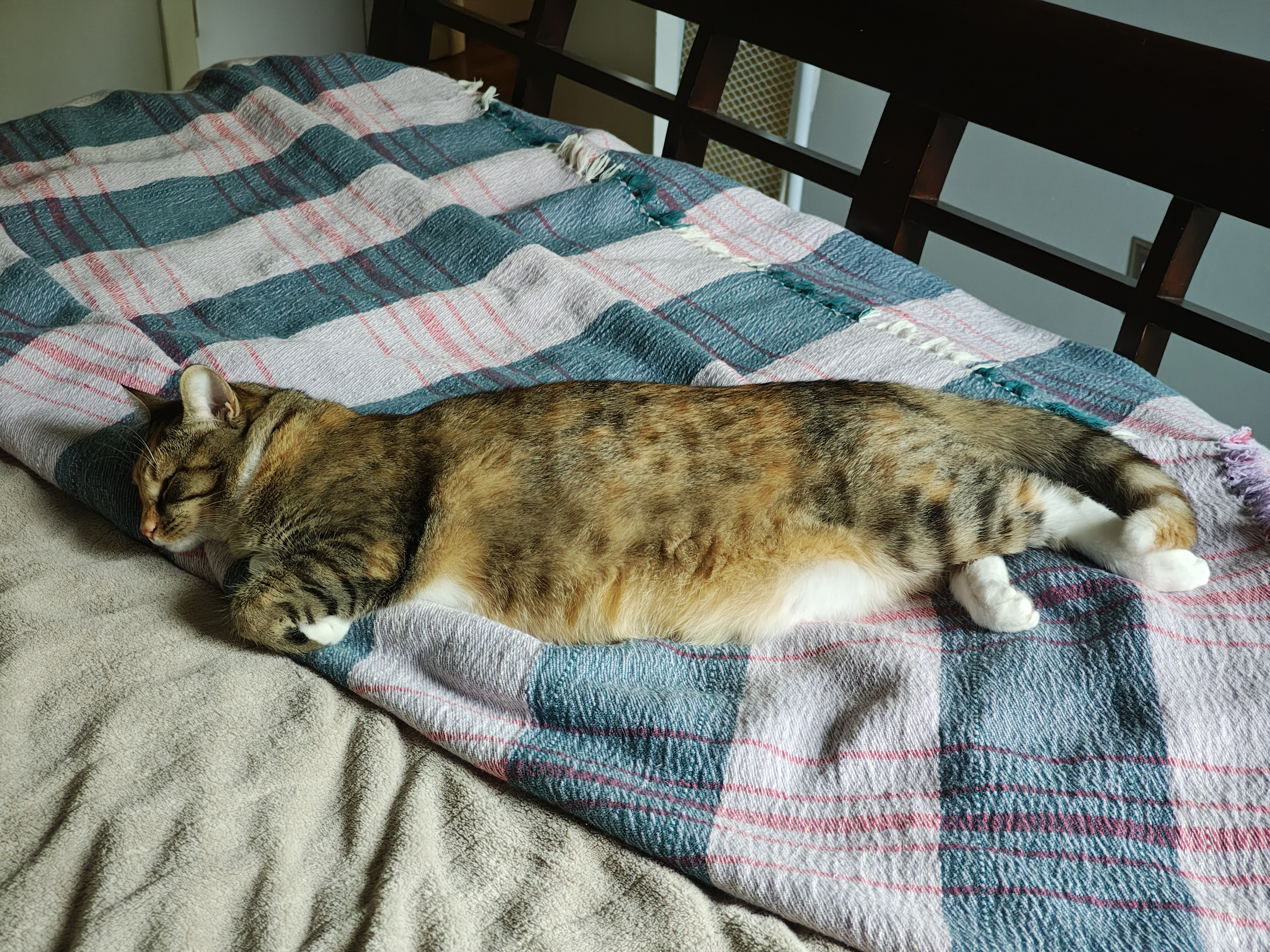 Photo samples taken from the Motorola Razr Plus 2025