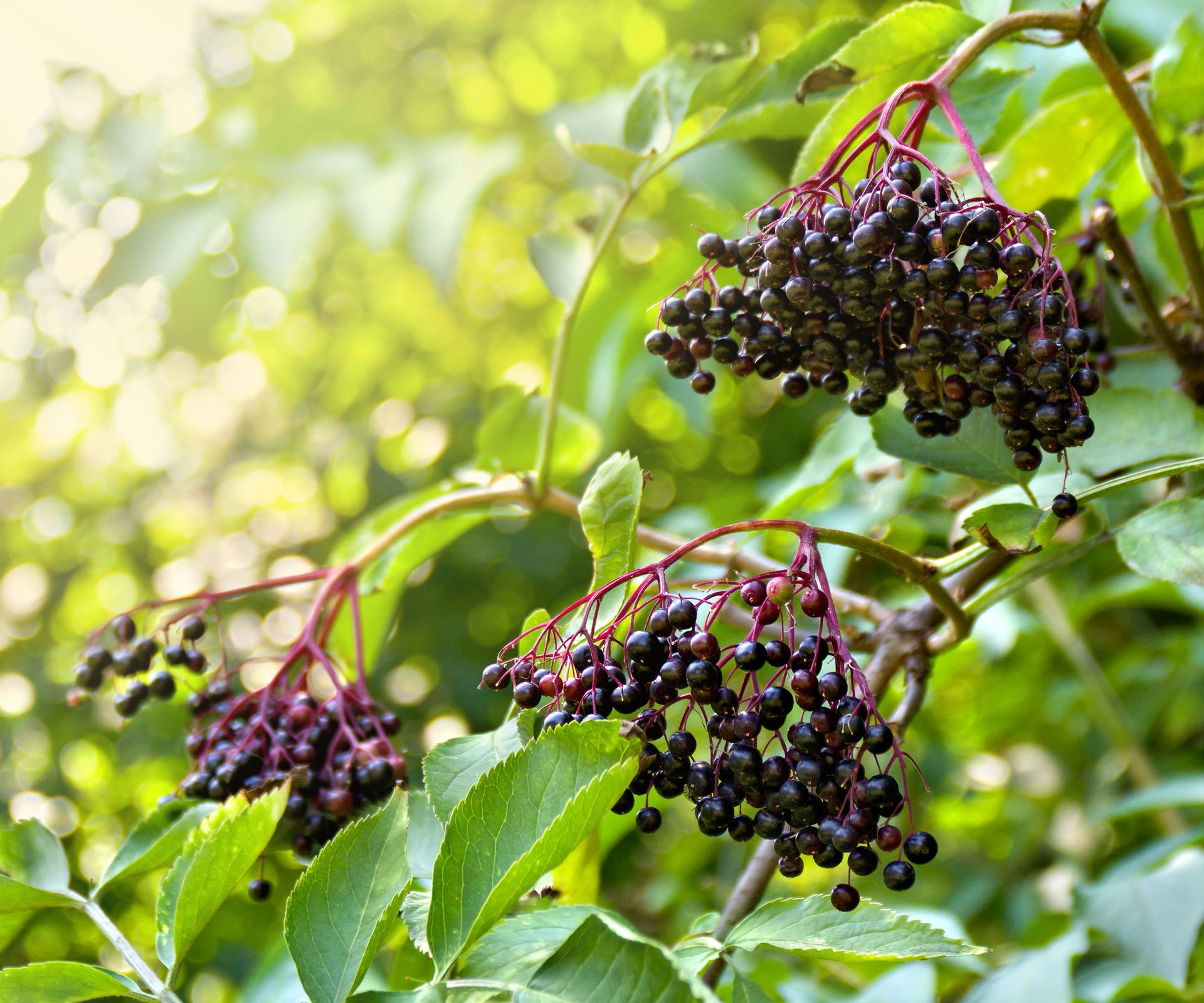 elder tree with black fruits and leaves