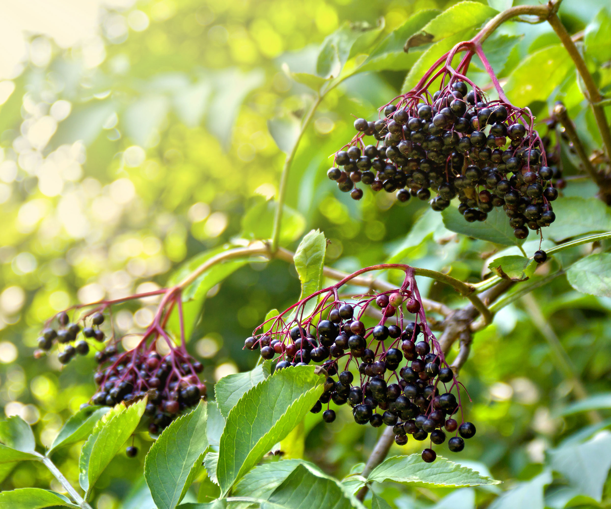 elder tree with black fruits and leaves