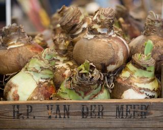 wooden box filled with amaryllis bulbs