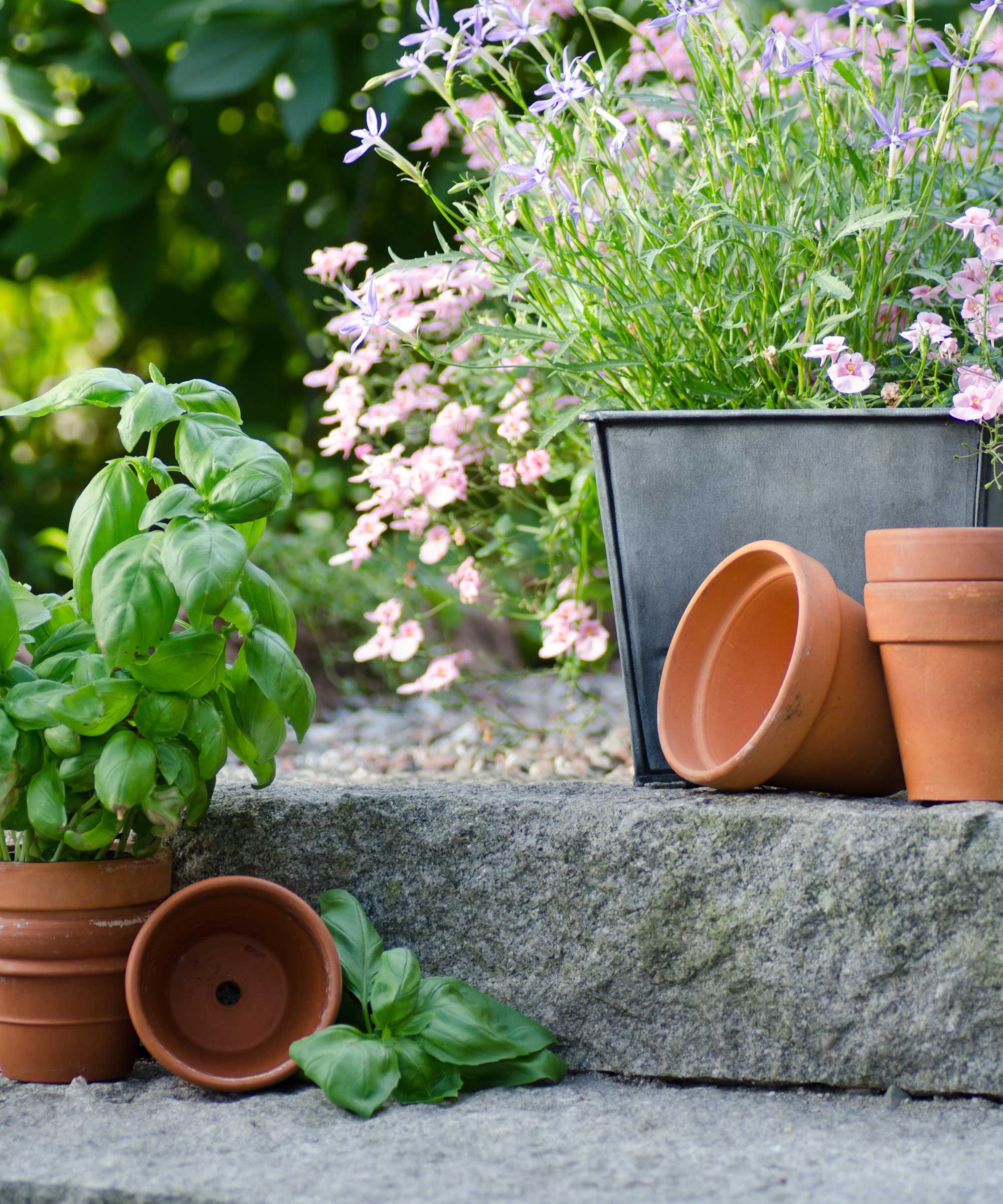 plants in pots on stone step