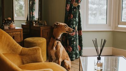 A lurcher dog in bedroom with reed diffuser decor