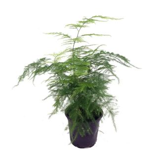 An asparagus fern in a black pot