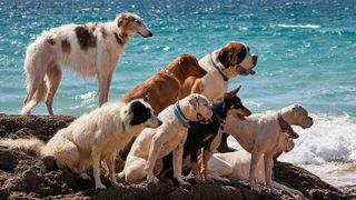 Group of large breed dogs by the sea
