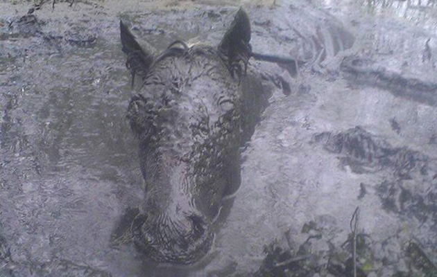 slurrypithorse.jpg