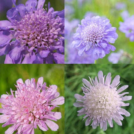 Higro Mix Scabiosa ~50 Seeds&amp;mdash;pincushion Flower Variety&amp;mdash;unique Lavender, Blush &amp;amp; Ivory Mix&amp;mdash;18-24&amp;rdquo; Bushy Upright Plants&amp;mdash;pollinator Favorite&amp;mdash;perennial for Zones 5-91-105 Days