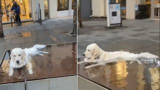 dog sits in water fountain