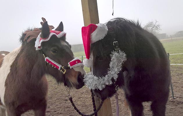 Annabel Smith&rsquo;s rescue filly Beauty (right) and Annabel&rsquo;s sister&rsquo;s rescue cob Rosie (left)