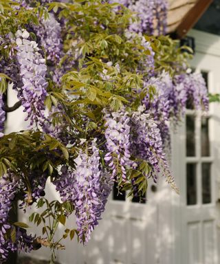 Hanging purple wisteria with green leaves around it in front of three white doors with glass panels