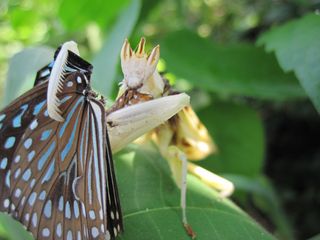 An orchid mantis chomps down on a butterfly it just lured in with its flowery disguise.