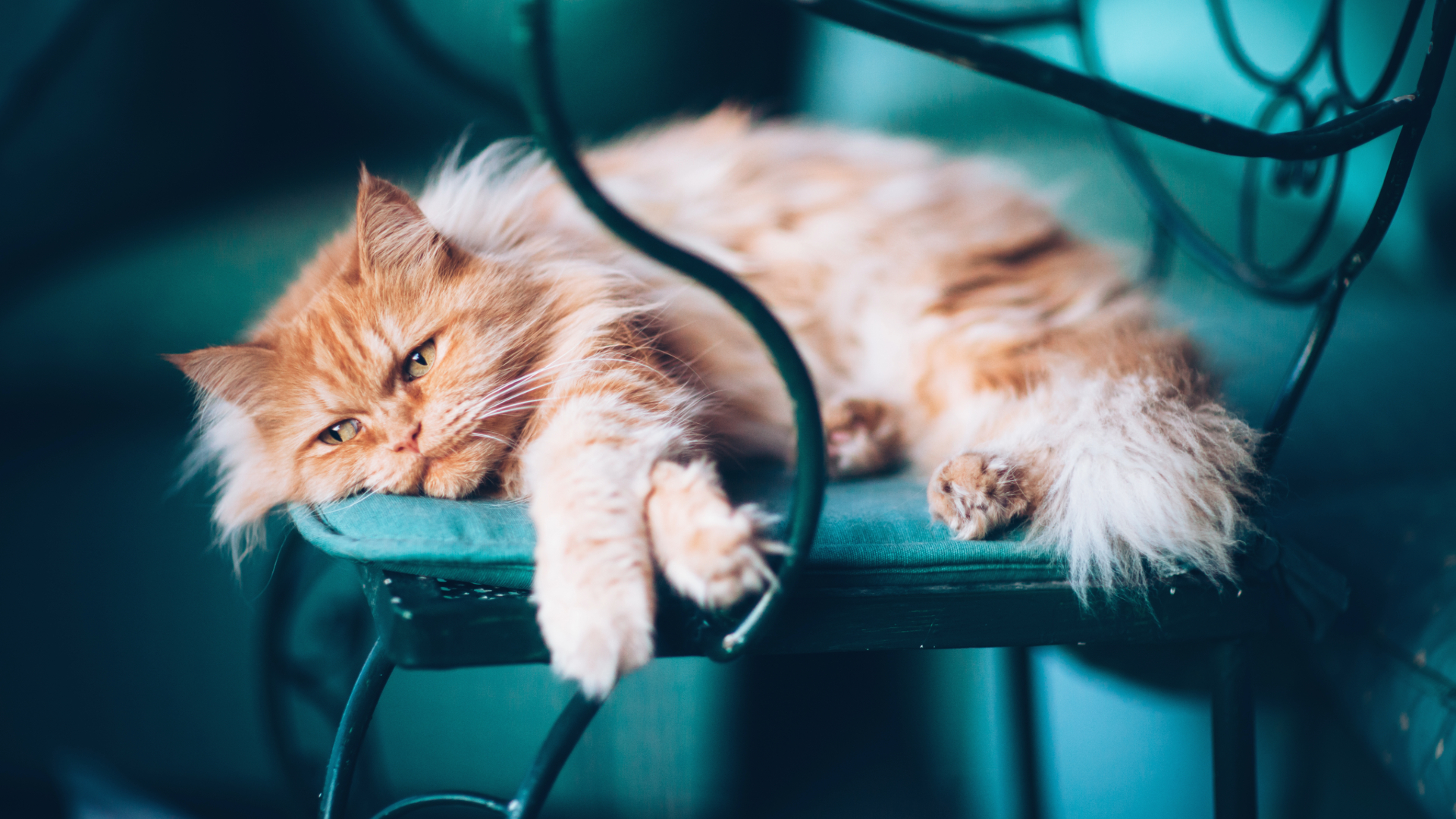 Cat lying on a chair and looking into the distance with a sad expression