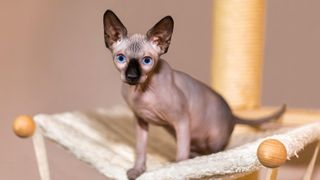 Sphynx