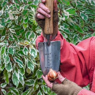 Person holding a bulb against a trowel with a measuring guide on it