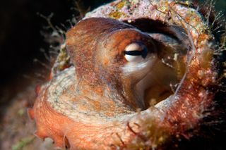 An octopus peeks out from its lair.