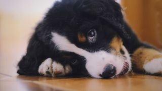 Dog looking at you with puppy eyes — tips for training your dog