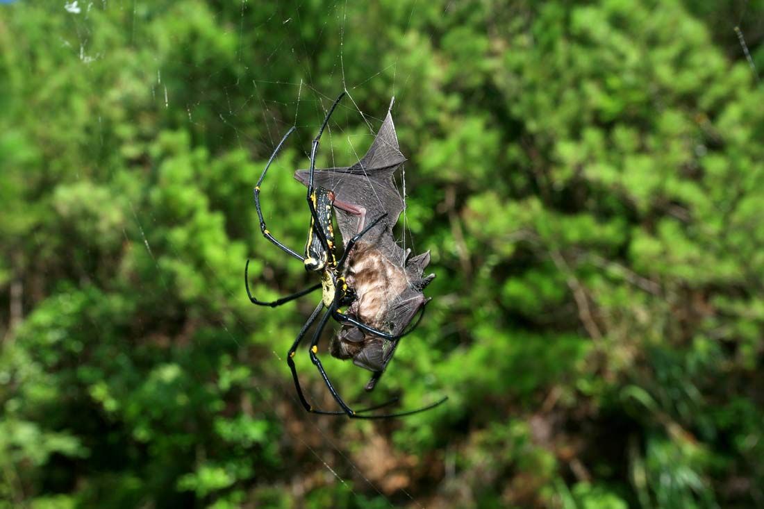 Tiny Spiders Devour Lizards Three Times Their Size