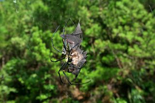 bat-eating spider