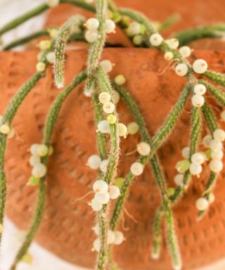 Beautiful Rhipsalis Baccifera Horrida in clay pot hanging on the wall