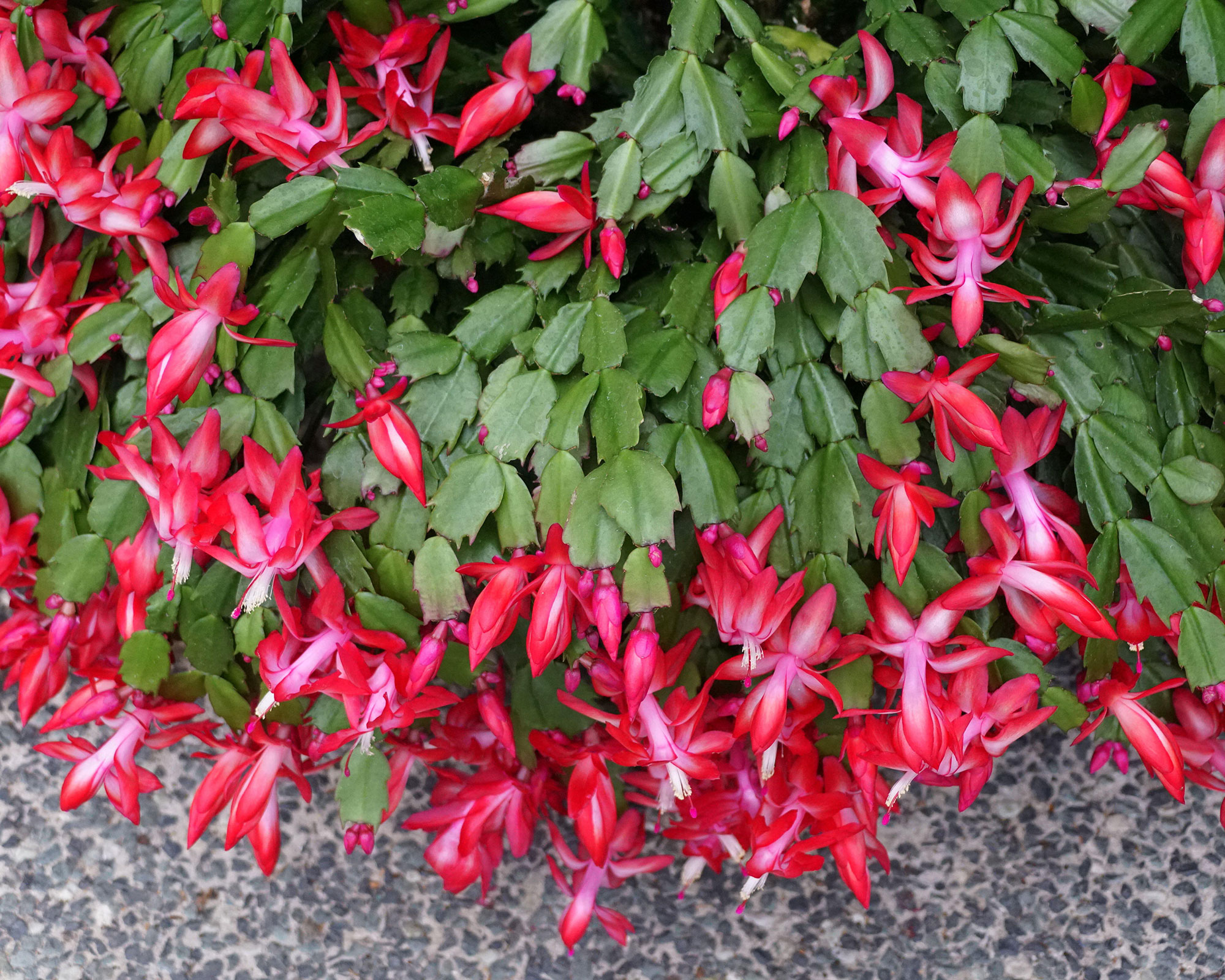 Red flowers and green leaves of Thanksgiving Cactus 'Thor Carmen'