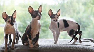 Cornish rex kittens sitting in window