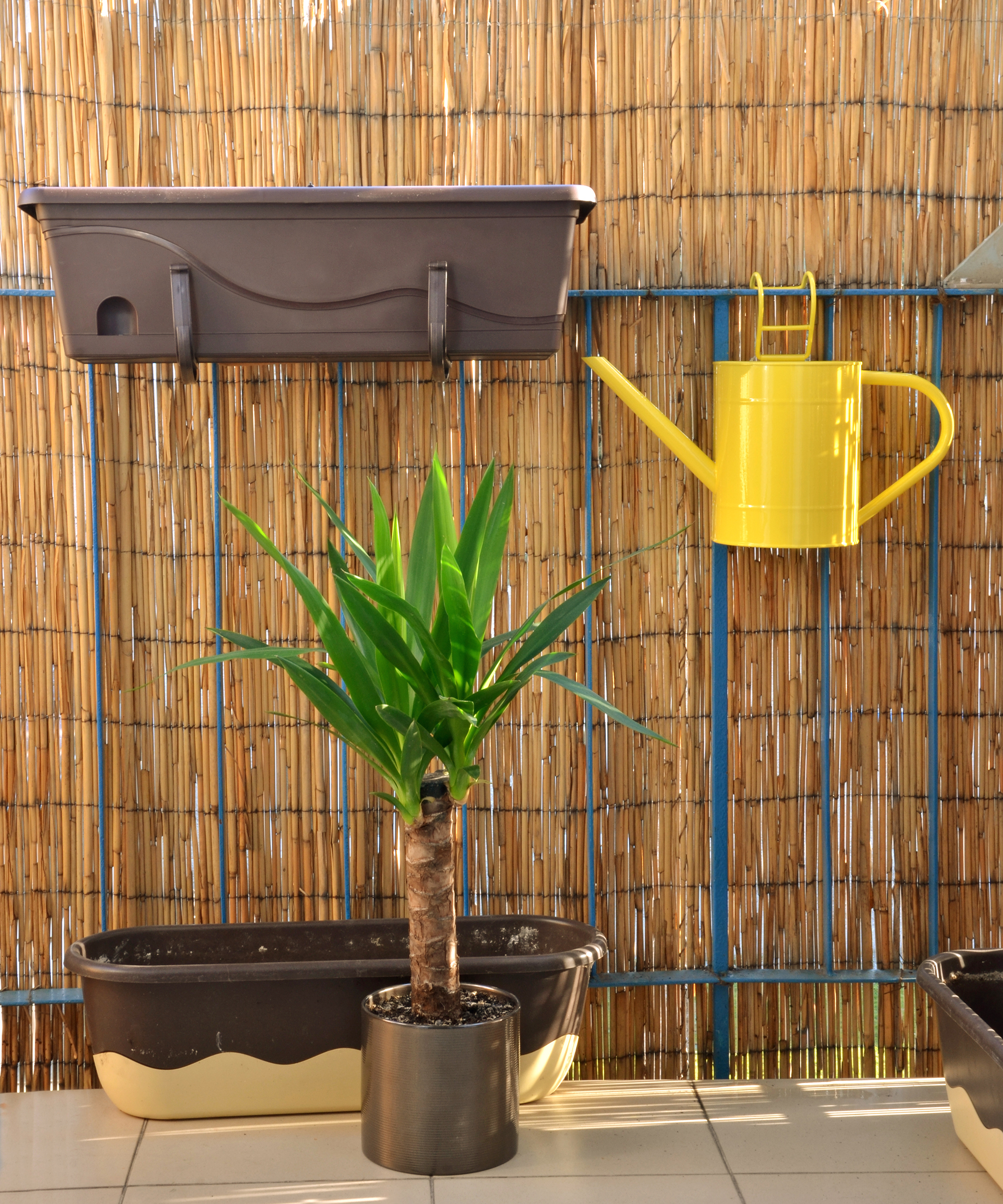 Bamboo fence is garden