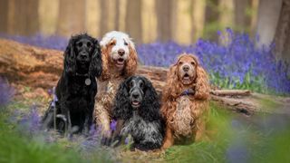 four different types of spaniel